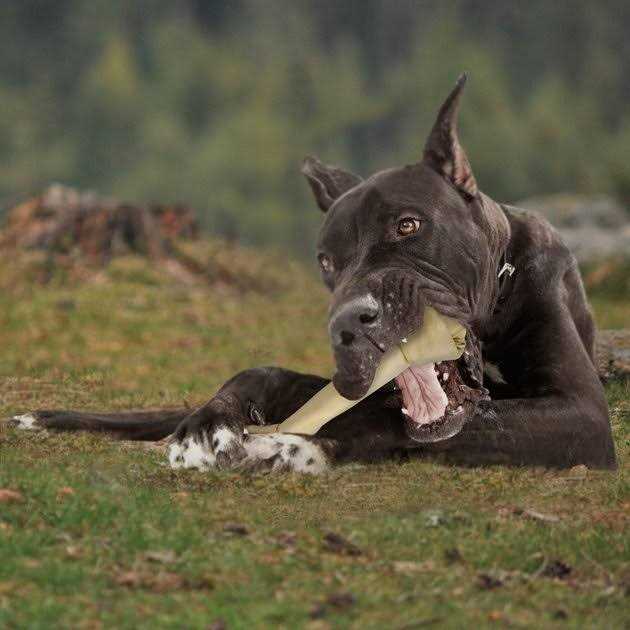 Beef Hide Knotted Bone Dog Chews V461